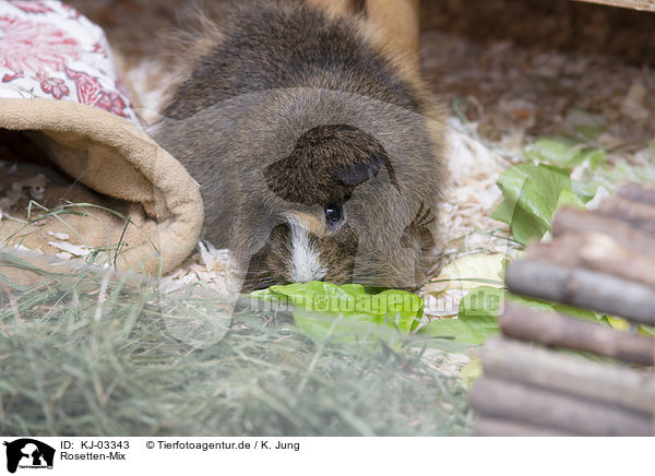 Rosetten-Mix / Abyssinian-crossbreed / KJ-03343