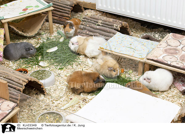 Meerschweinchen / guinea pigs / KJ-03349