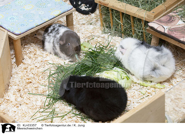 Meerschweinchen / guinea pigs / KJ-03357