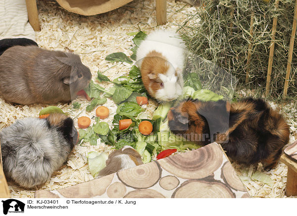 Meerschweinchen / KJ-03401