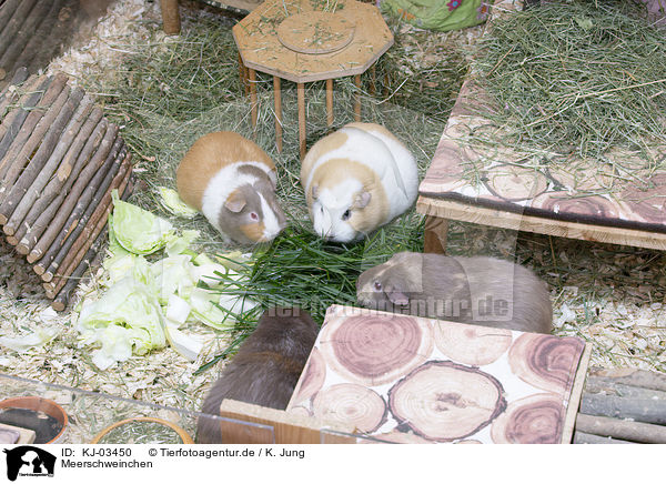 Meerschweinchen / KJ-03450