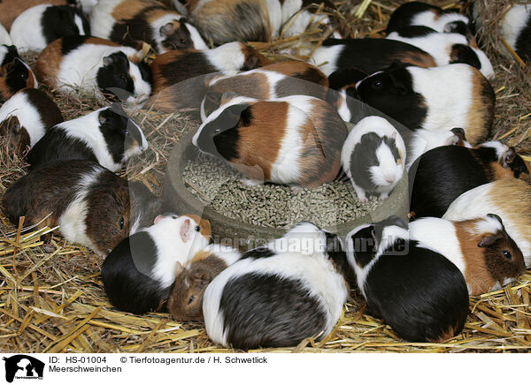 Meerschweinchen / guinea pigs / HS-01004