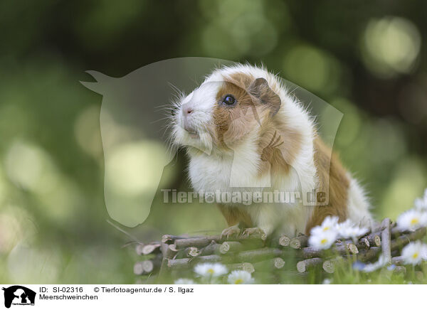 Meerschweinchen / guinea pig / SI-02316