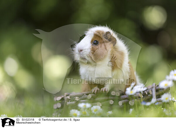 Meerschweinchen / guinea pig / SI-02318