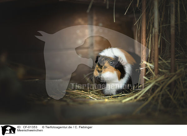 Meerschweinchen / guinea pig / CF-01353