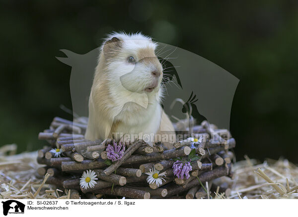 Meerschweinchen / guinea pig / SI-02637