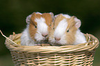 2 Meerschweinchen Babies