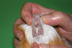 Zahnkontrolle beim Meerschweinchen