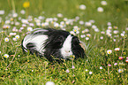 Langhaarmeerschweinchen auf Wiese