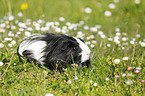 Langhaarmeerschweinchen auf Wiese