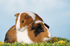 Glatthaarmeerschweinchen