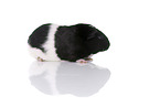 Glatthaarmeerschwein