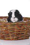 Glatthaarmeerschwein