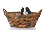Glatthaarmeerschwein