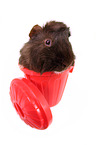 Meerschweinchen