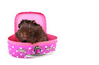 Meerschweinchen
