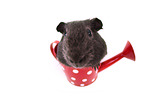 Meerschweinchen
