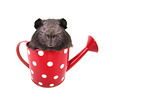 Meerschweinchen