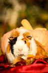 Meerschweinchen im Herbstlaub