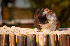 buntes Meerschweinchen