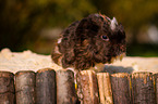 buntes Meerschweinchen