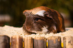 buntes Meerschweinchen
