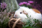 Meerschweinchen
