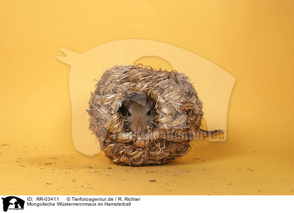 Mongolische Wstenrennmaus im Hamsterball / Mongolian gerbil / RR-03411