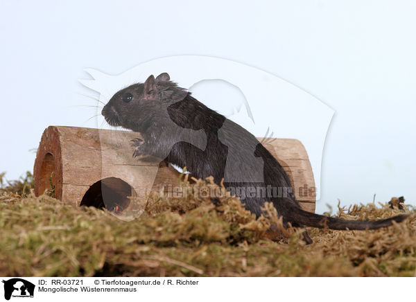 Mongolische Wstenrennmaus / RR-03721
