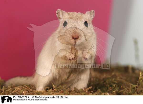 Mongolische Wstenrennmaus / Mongolian gerbil / RR-03729