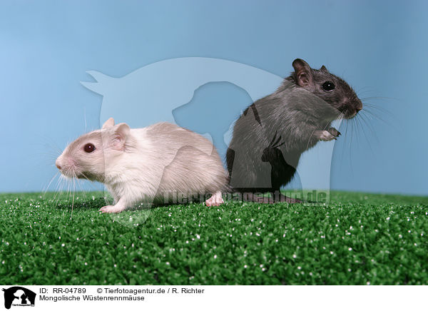 Mongolische W�stenrennm�use / mice / RR-04789