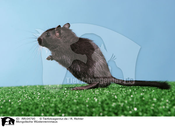 Mongolische Wstenrennmaus / Mongolian gerbil / RR-04790