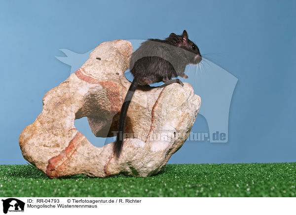 Mongolische Wstenrennmaus / Mongolian gerbil / RR-04793