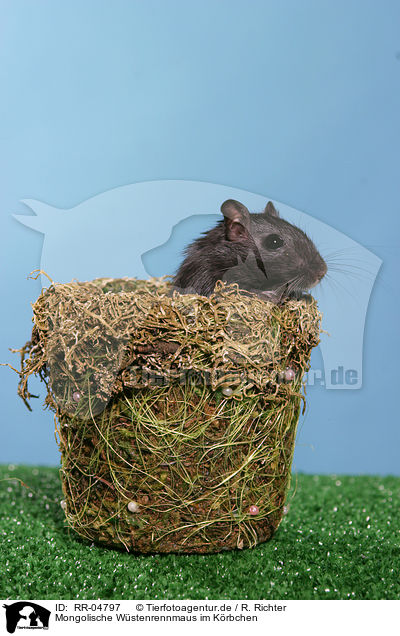 Mongolische W�stenrennmaus im K�rbchen / RR-04797