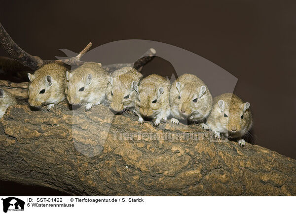 6 Wstenrennmuse / 6 gerbils / SST-01422