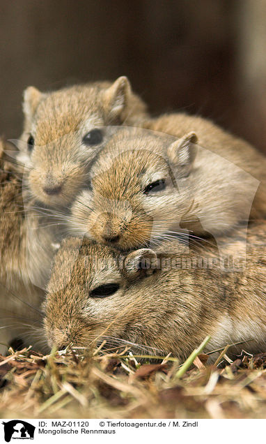 Mongolische Rennmaus / Mongolian gerbil / MAZ-01120