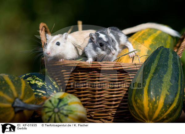 Gerbils / Gerbils / KF-01935