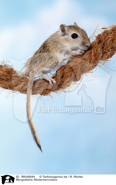 Mongolische Wstenrennmaus / RR-68684