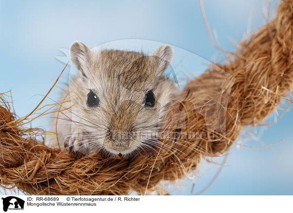 Mongolische Wstenrennmaus / RR-68689