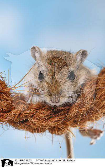 Mongolische Wstenrennmaus / mongolian gerbil / RR-68692