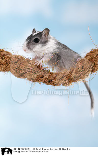 Mongolische Wstenrennmaus / RR-68699