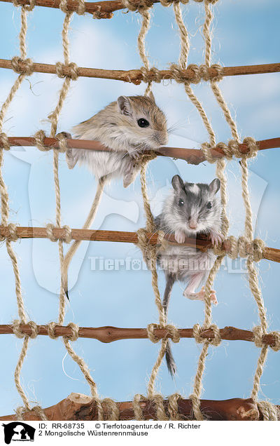 2 Mongolische Wstenrennmuse / 2 mongolian gerbils / RR-68735