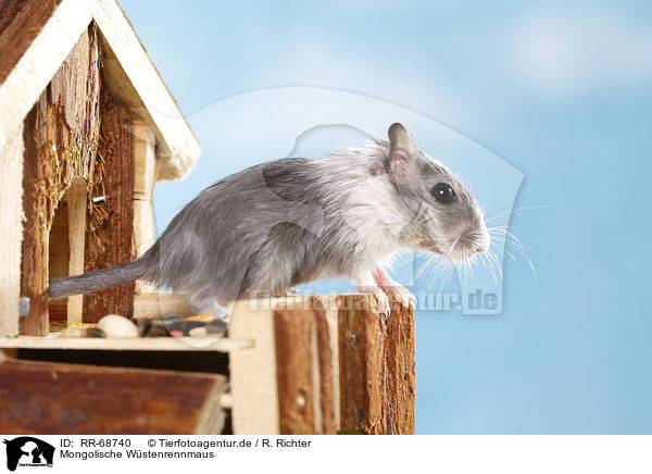 Mongolische Wstenrennmaus / mongolian gerbil / RR-68740