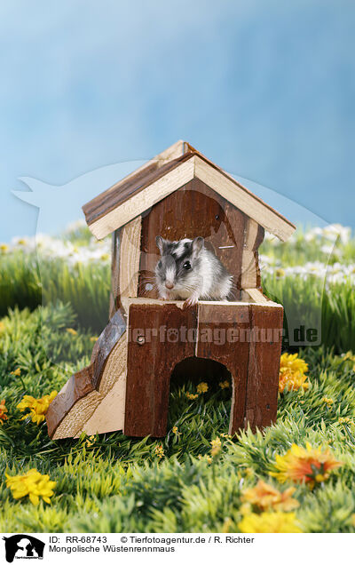 Mongolische W�stenrennmaus / RR-68743