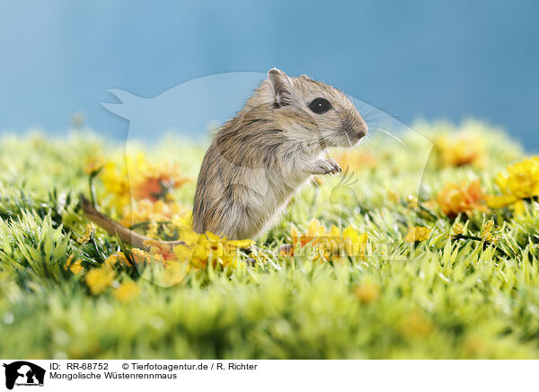 Mongolische Wstenrennmaus / mongolian gerbil / RR-68752