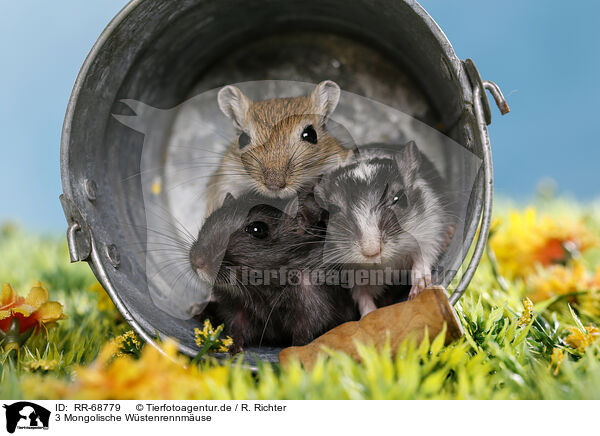 3 Mongolische Wstenrennmuse / 3 mongolian gerbils / RR-68779