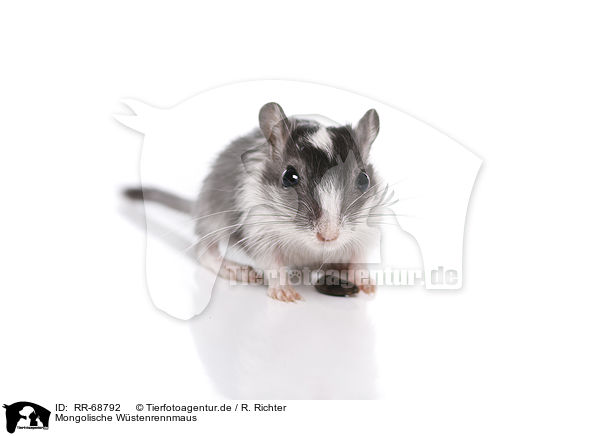 Mongolische Wstenrennmaus / mongolian gerbil / RR-68792