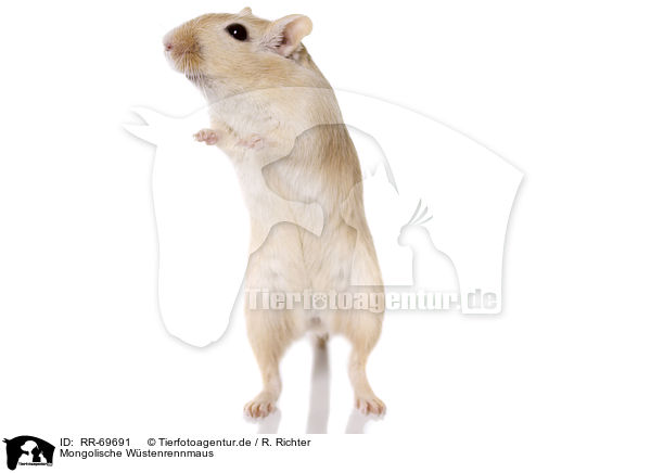Mongolische W�stenrennmaus / RR-69691