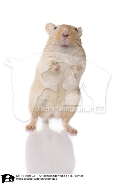 Mongolische W�stenrennmaus / RR-69692