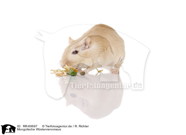 Mongolische Wstenrennmaus / mongolian gerbil / RR-69697